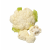 Conopida, import