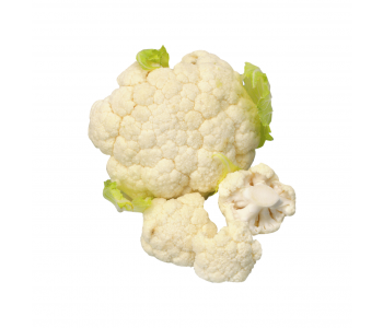 Conopida, import